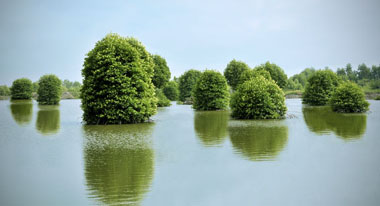 Le parc national de Mui Ca Mau